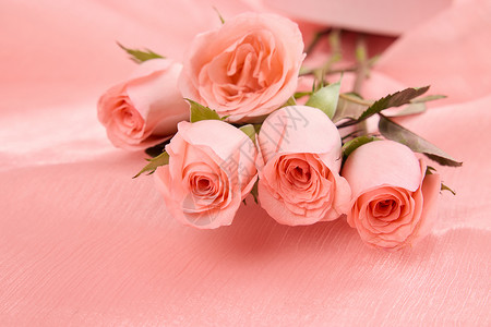 520粉色系玫瑰花特写背景图片