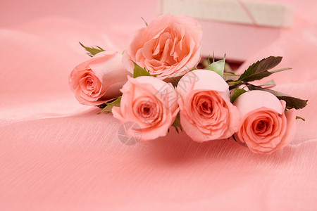 520粉色系玫瑰花特写背景图片