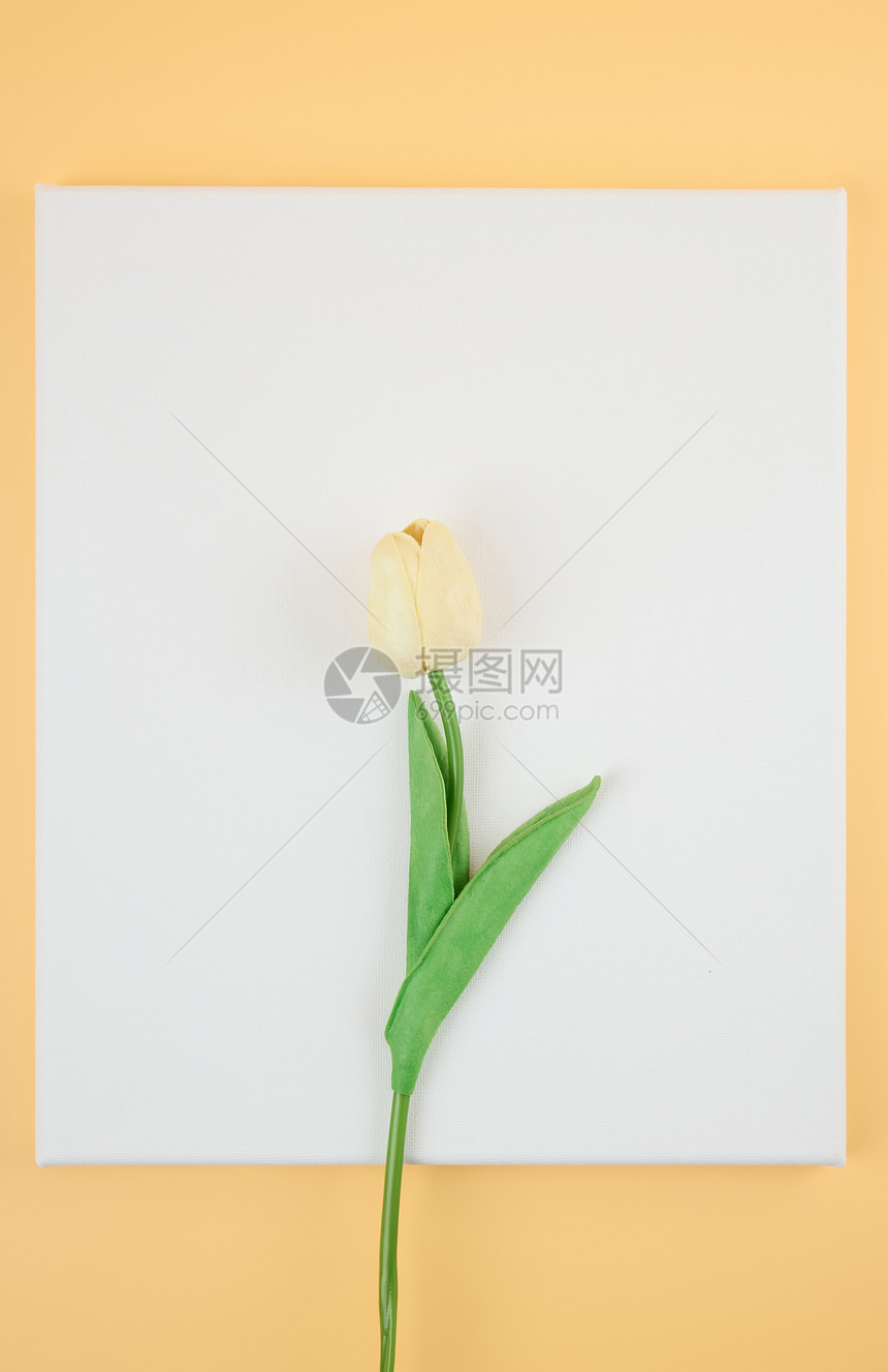 白色卡纸上一束含苞待放的郁金香图片
