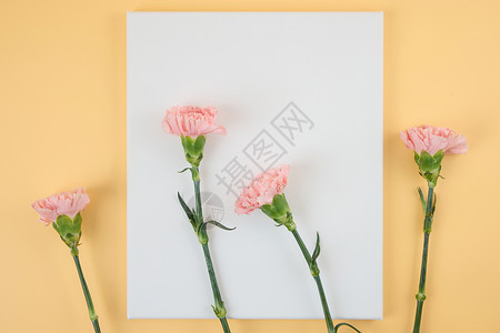 桌面白色卡纸上放着四束粉色的康乃馨背景图片