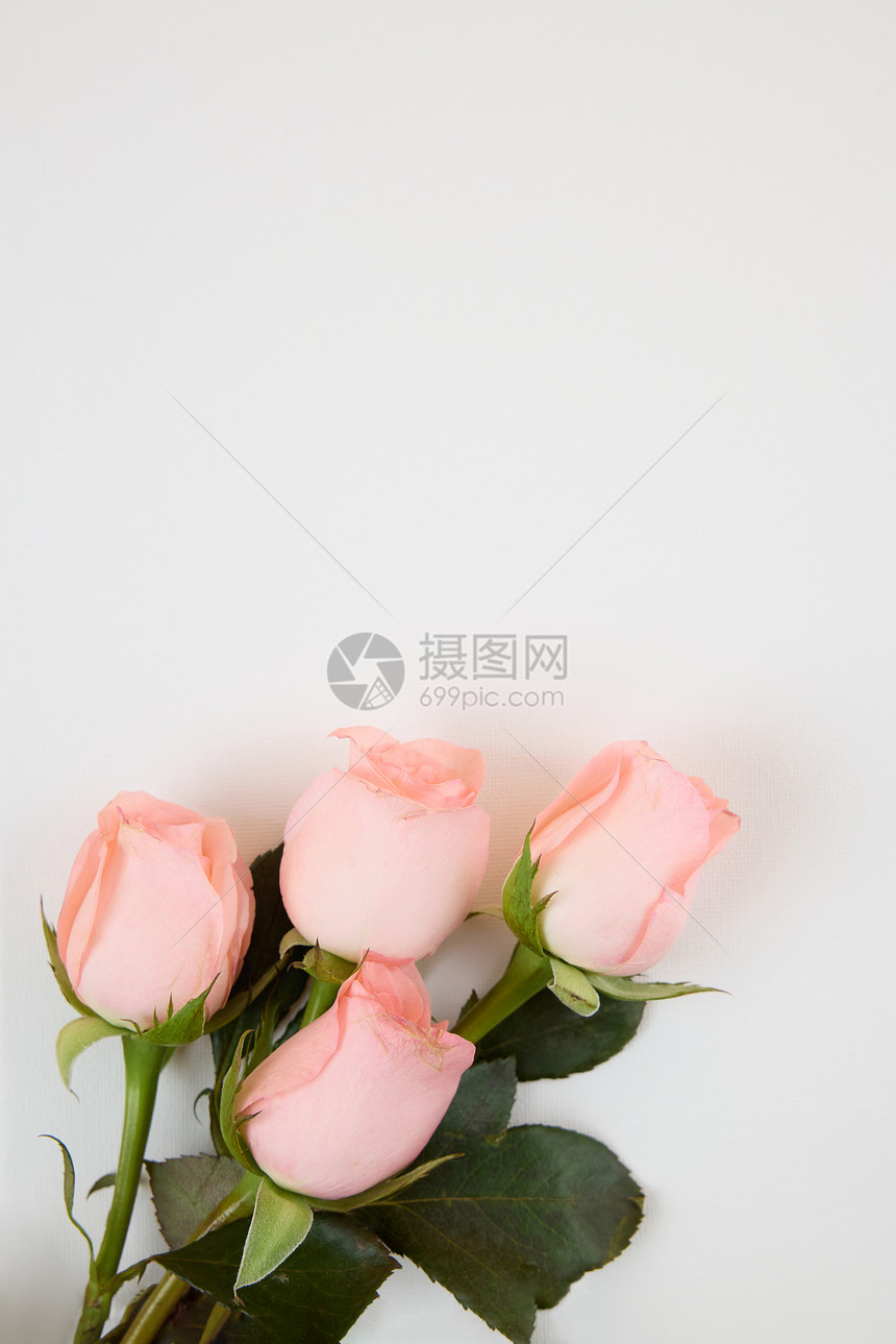 520粉色玫瑰花灰色背景图图片