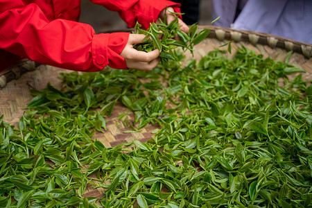 茶叶制作青叶择茶背景图片