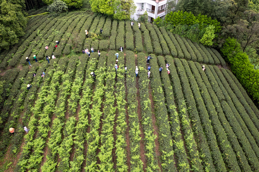 春天茶园采茶的人群图片