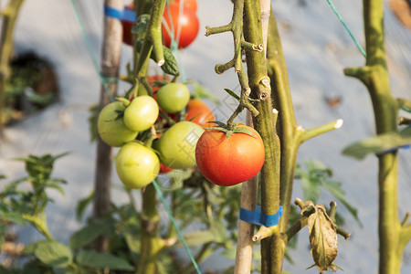 成熟的西红柿高清图片