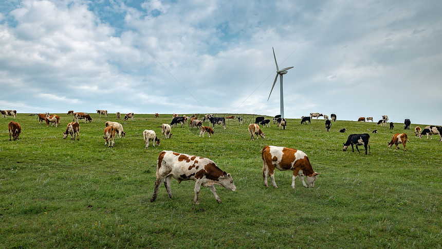 内蒙古高山草原牧场牛群图片