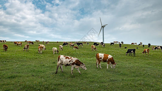 内蒙古高山草原牧场牛群高清图片