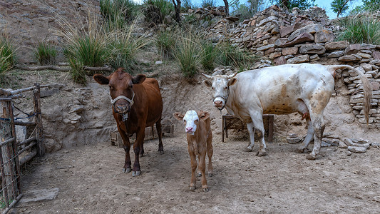 内蒙古高山草原牧场牛群背景图片