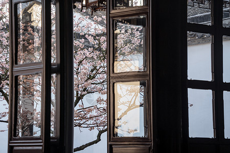 春天苏州拙政园的樱桃花背景图片