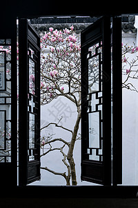 苏州园林耦园窗户外的粉玉兰花高清图片