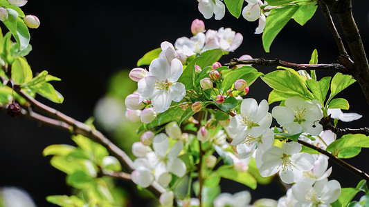 春天盛开的樱花高清图片