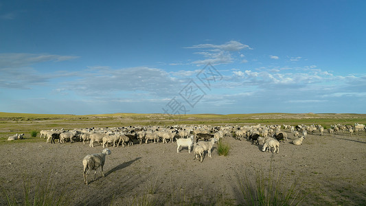 内蒙古夏季草原牧场羊群背景图片