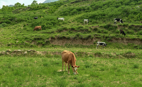 高山土拨鼠内蒙古夏季山区牧场牛群背景