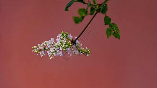 春季树木开花特写背景图片