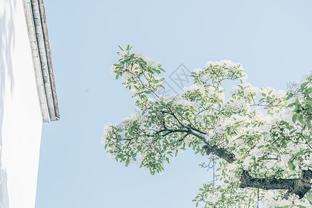 福州金山寺初夏的福建福州三坊七巷百年流苏树背景