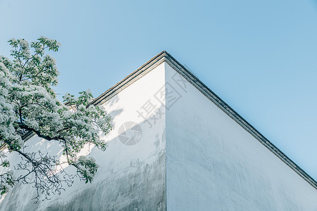 福州交易中心初夏的福建福州三坊七巷百年流苏树背景