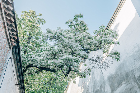 初夏的福建福州三坊七巷百年流苏树背景图片