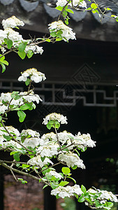 园林长廊春天盛开的琼花背景