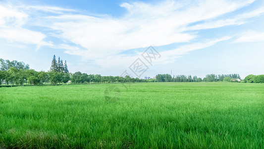 田野乡村蓝天下的绿色稻田背景