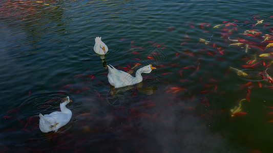 池塘湖水白鹅观赏鱼高清图片