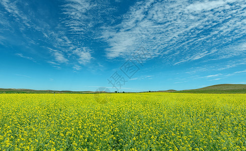 夏季农田菜籽花蓝天白云背景