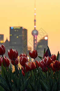 世春分创意上海江边唯美盛开的郁金香背景