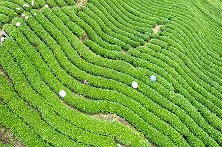 四川春天雅安牛碾坪茶园茶山航拍背景图片