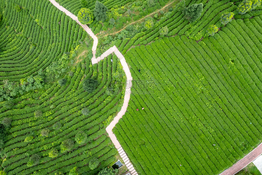 四川春天雅安牛碾坪茶园茶山航拍图片