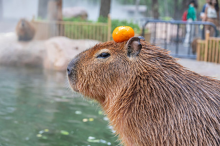 北京野生动物园网红水豚背景图片
