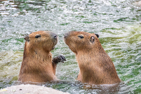 動物園北京野生动物园网红水豚背景