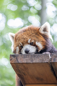 北京野生动物园网红小熊猫背景图片