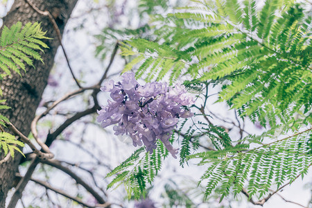 盛夏出游夏季唯美昆明蓝花楹背景