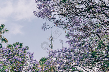 时光里花朵夏季唯美昆明蓝花楹背景