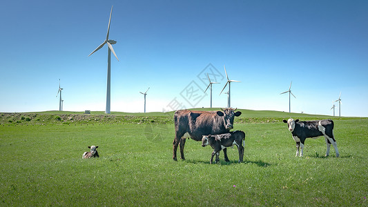 发电背景内蒙古夏季草原植被牛群背景