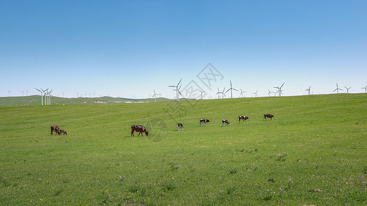 石崖内蒙古夏季草原植被牛群背景