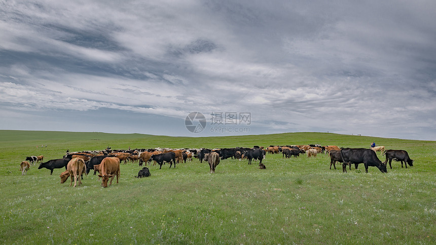内蒙古夏季草原植被牲畜图片