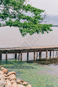 时光里花朵夏季氛围感的湖边背景