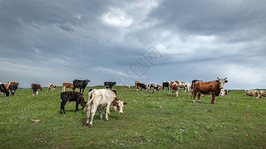 内蒙古夏季草原畜牧植被高清图片