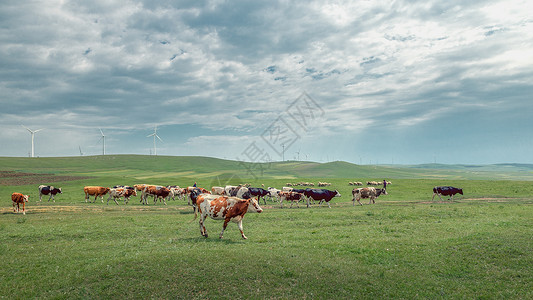锡内蒙古夏季草原畜牧植被背景