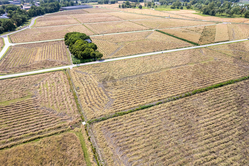 夏收收割油菜花的农田图片