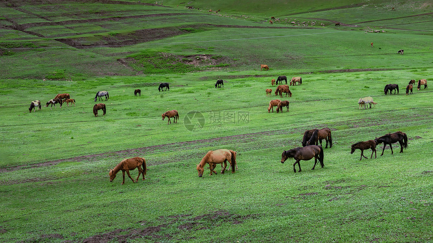 内蒙古辉腾锡勒草原夏季风光图片