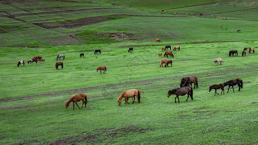 锡条内蒙古辉腾锡勒草原夏季风光背景