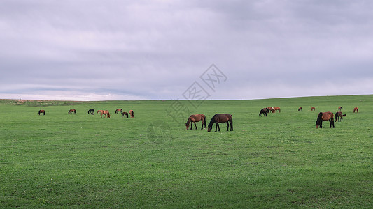 内蒙古辉腾锡勒草原夏季风光背景