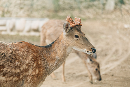 参观动物园北京野生动物园网红鹿背景
