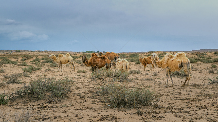 腾格里沙漠骆驼图片