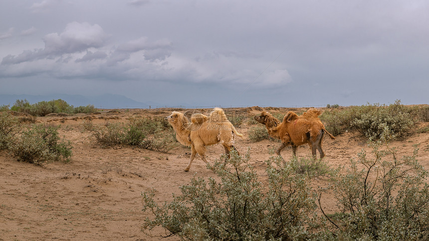 内蒙古腾格里沙漠植被骆驼图片