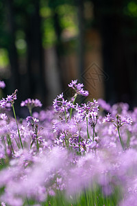 夏天的紫娇花高清图片