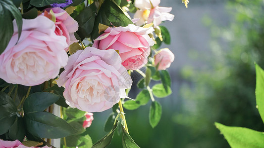 昆明北市区初夏盛开的蔷薇花背景