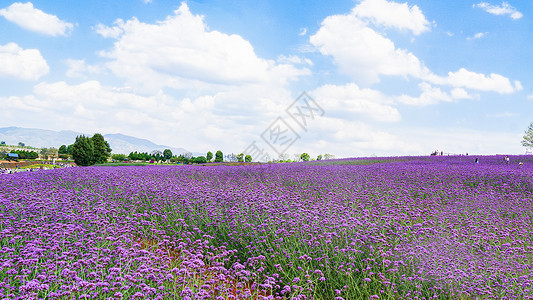 蓝天白云下的夏日紫色花海高清图片