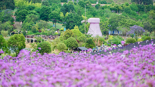 紫色大礼盒夏日紫色花海背景