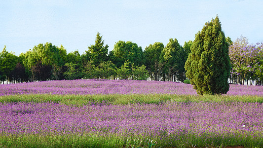 马鞭草迷迭香夏日紫色花海背景